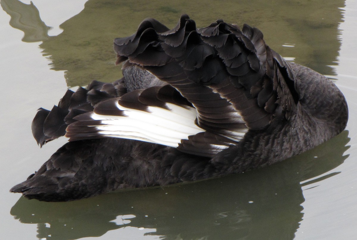 Black Swan - ML618010907
