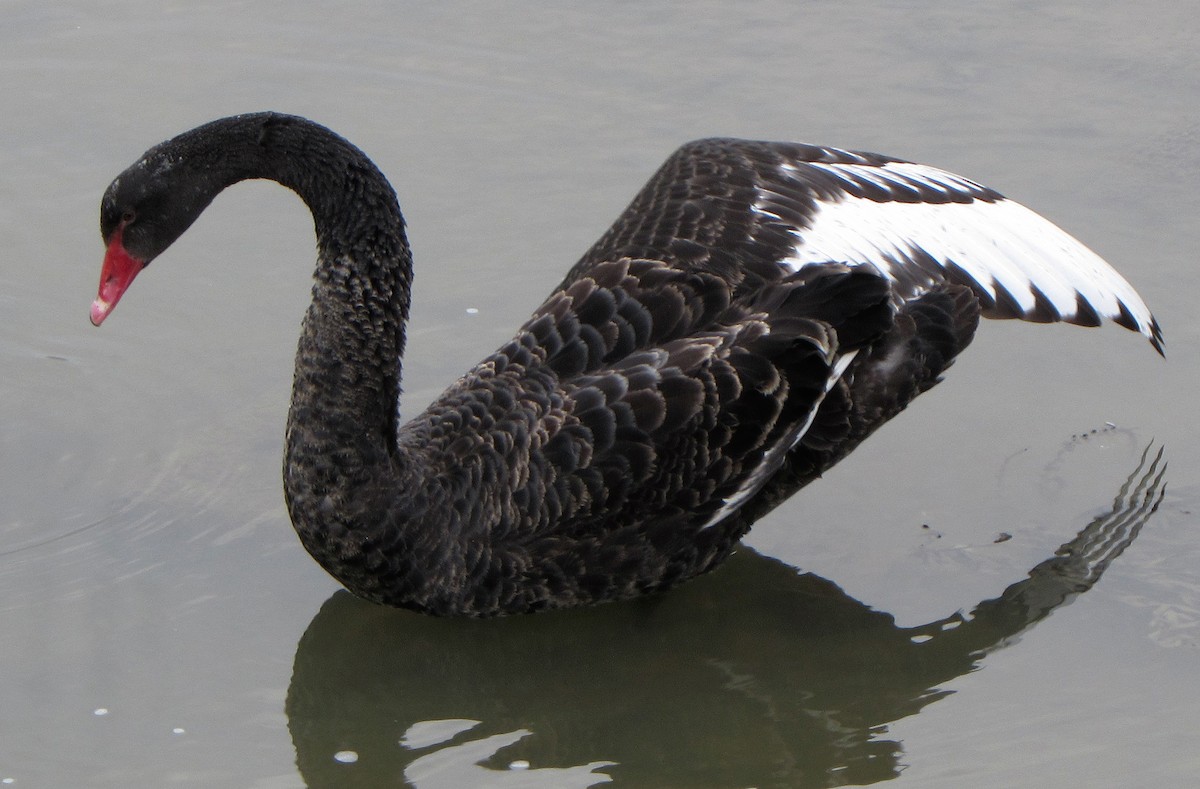 Black Swan - ML618010908