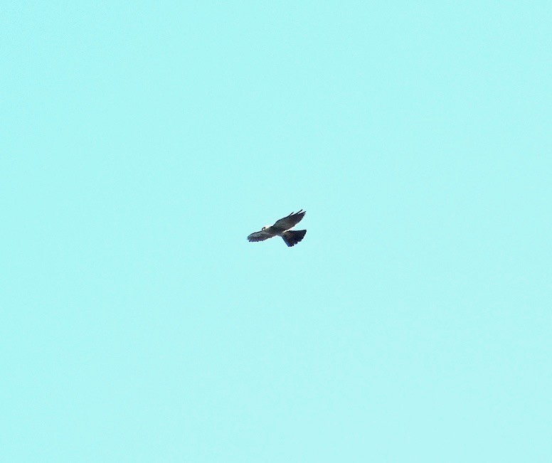 Mississippi Kite - alice horst