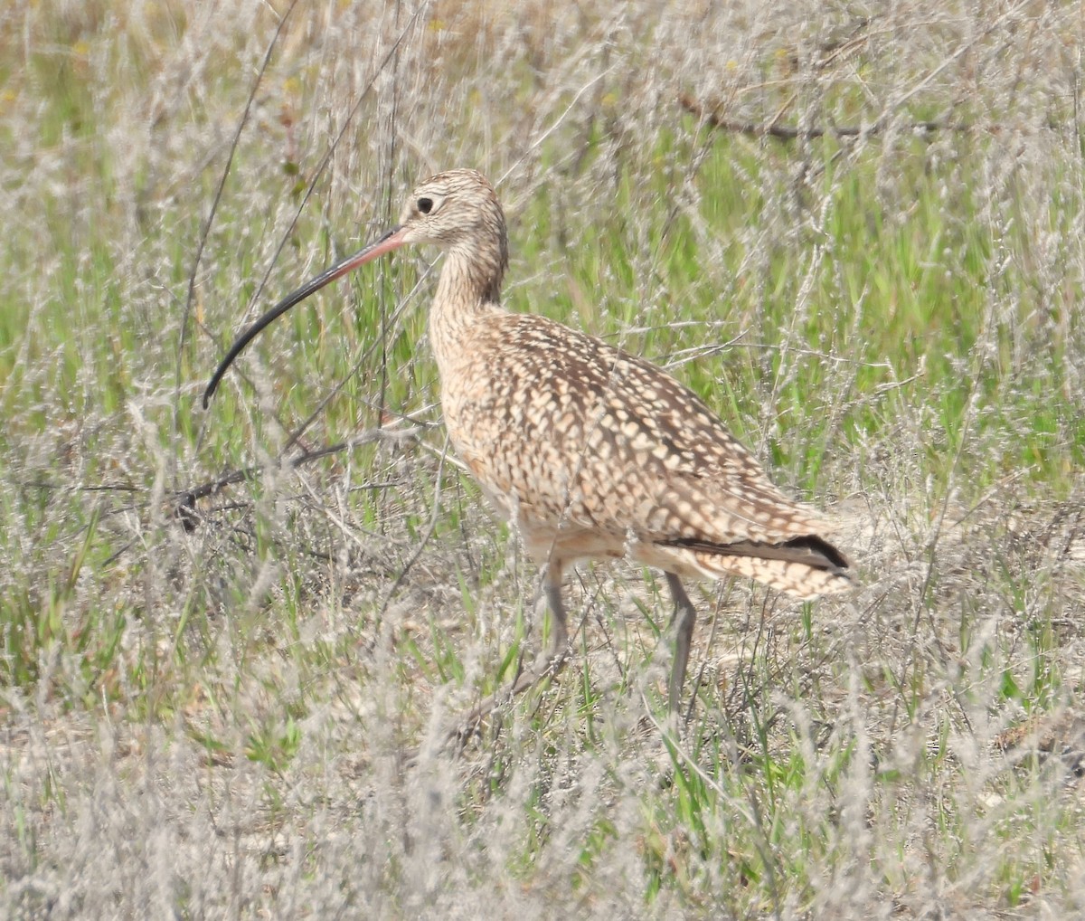 Long-billed Curlew - ML618010920