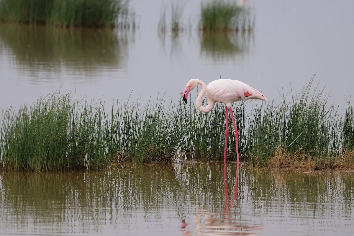 Greater Flamingo - ML618010924