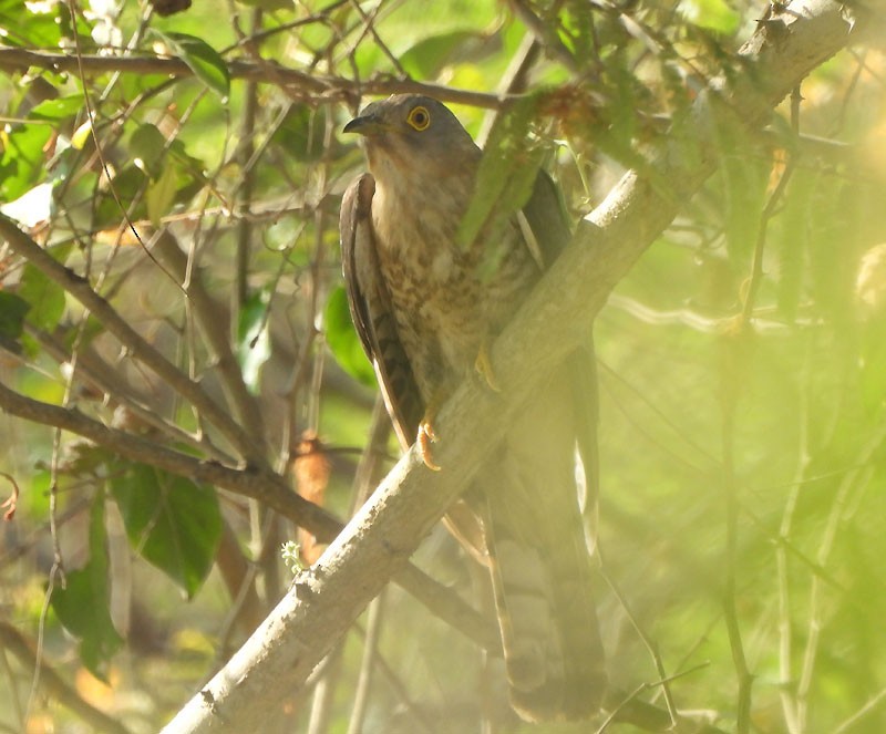Common Hawk-Cuckoo - ML618010933