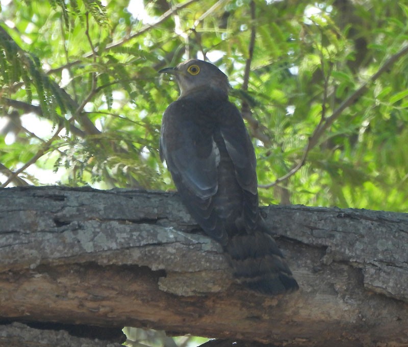 Common Hawk-Cuckoo - ML618010935
