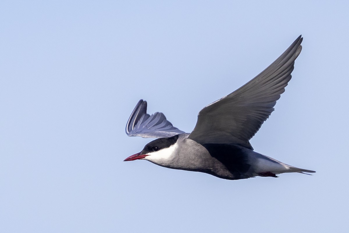 Whiskered Tern - Niall D Perrins