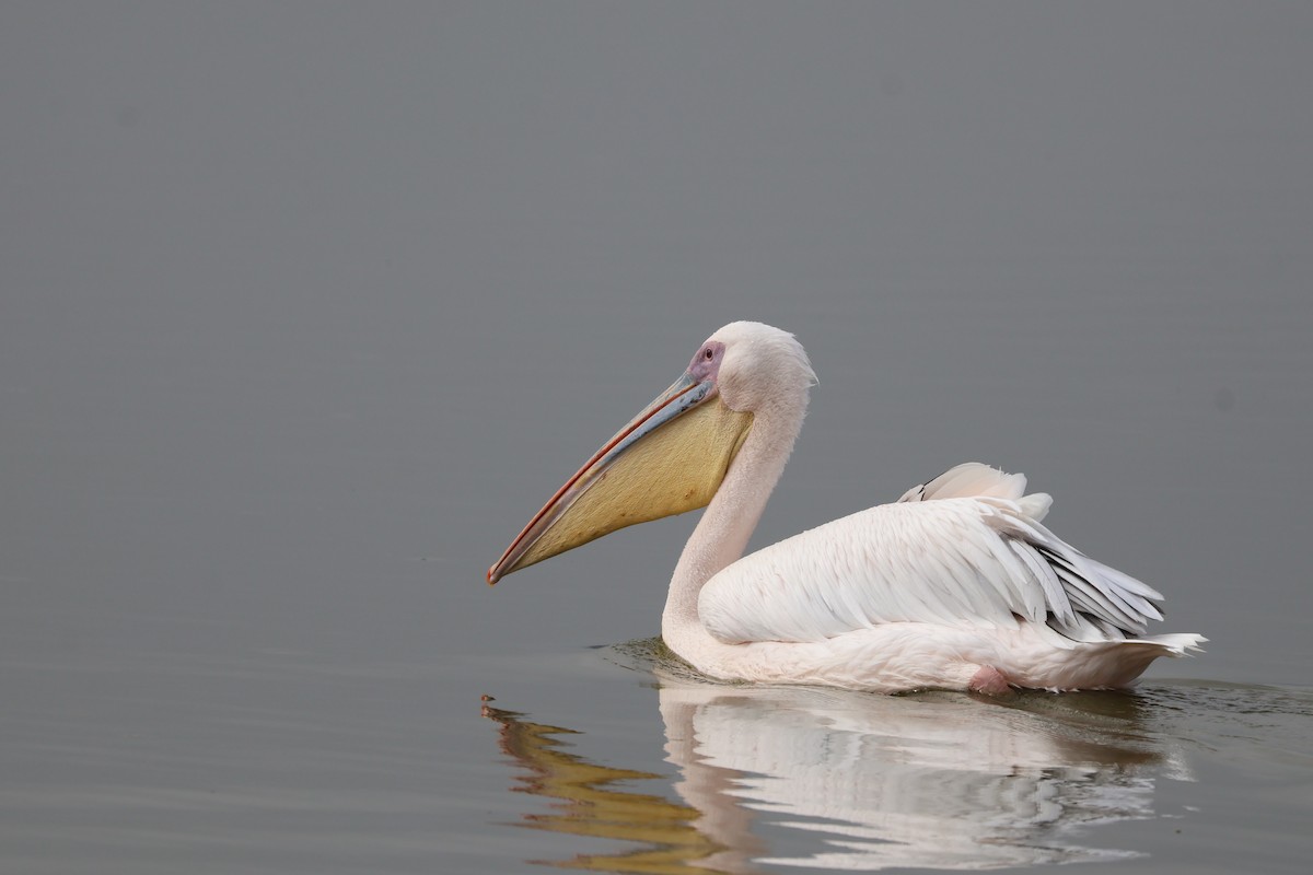 Great White Pelican - ML618010951