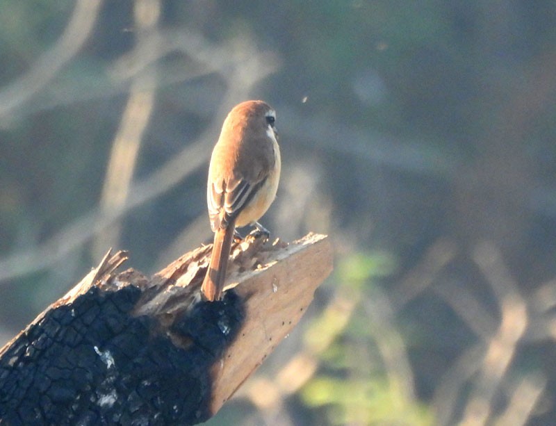 Brown Shrike - Supriya Kulkarni