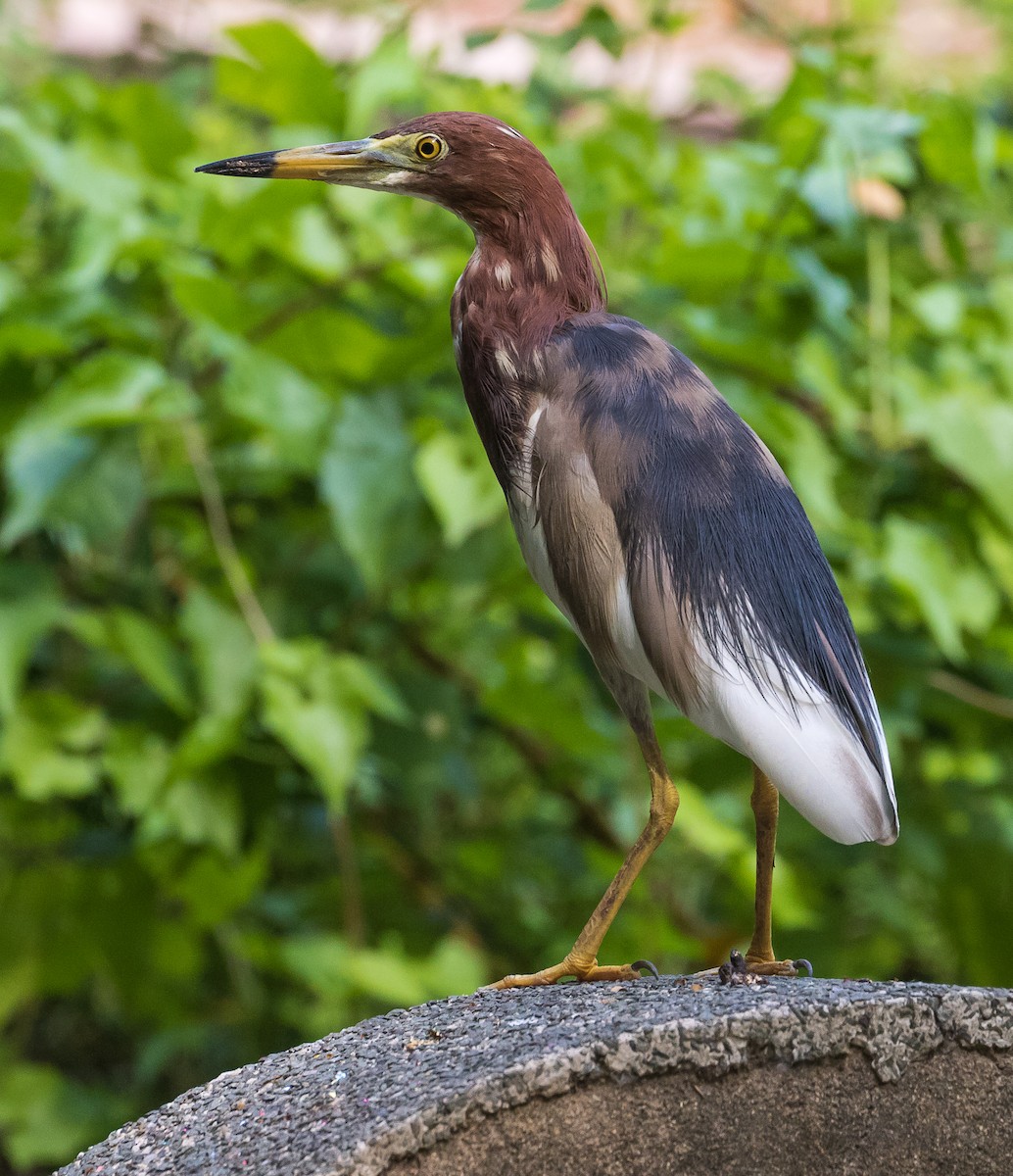 Chinese Pond-Heron - John le Rond