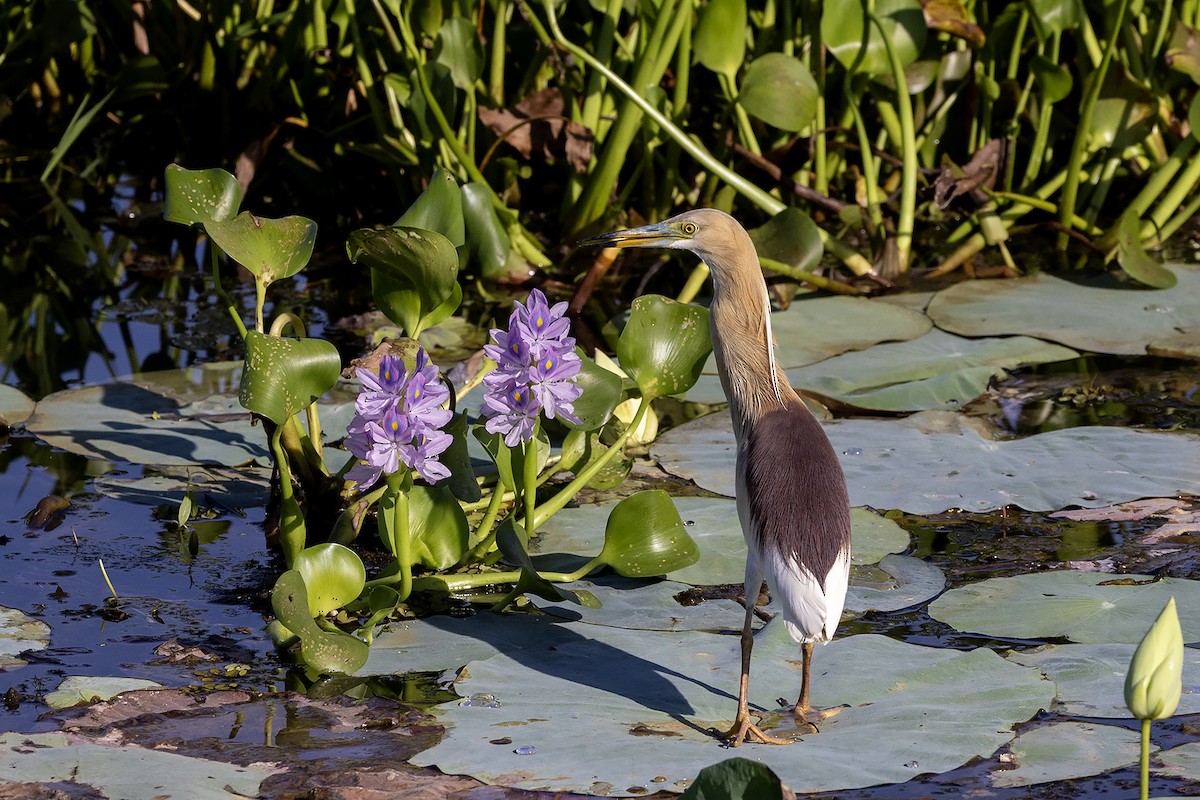 Indian Pond-Heron - ML618010982