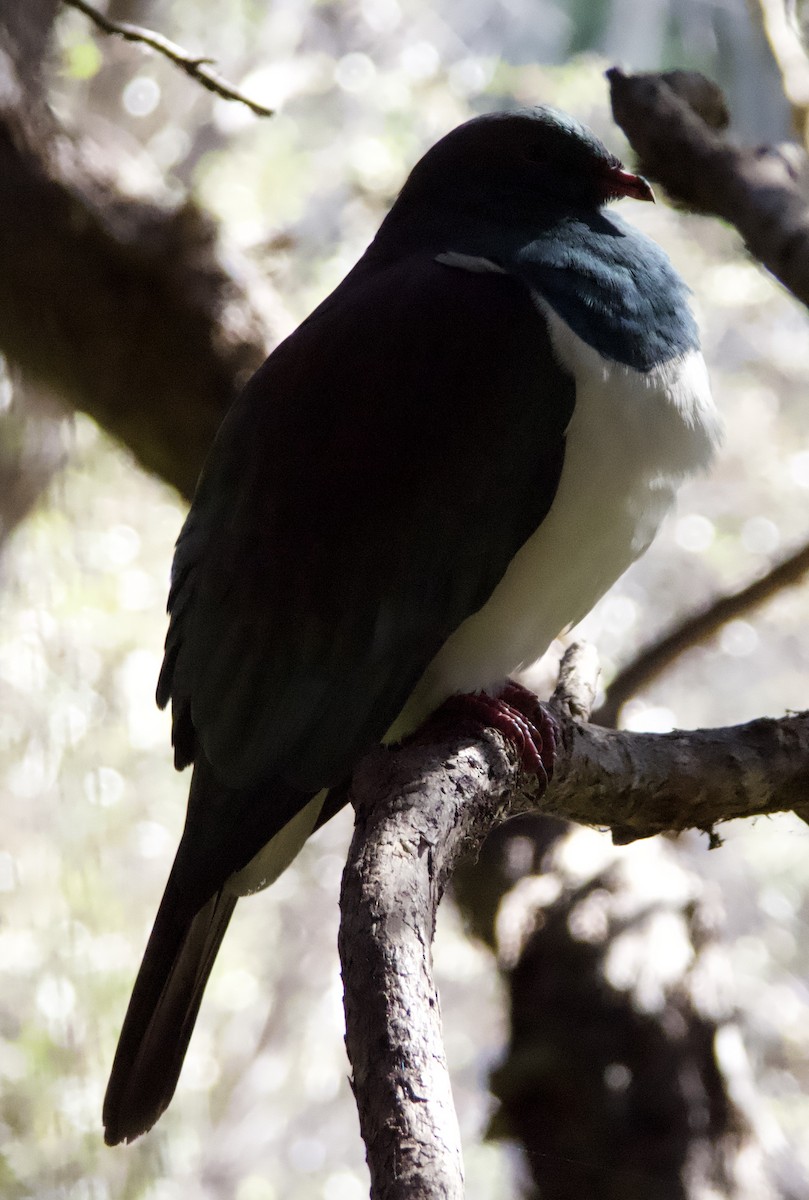 holub maorský - ML618010986