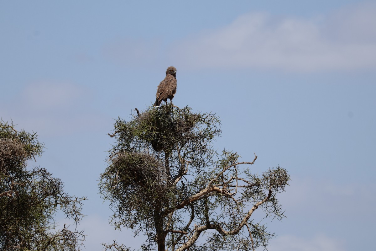 Brown Snake-Eagle - Andrew Pittway