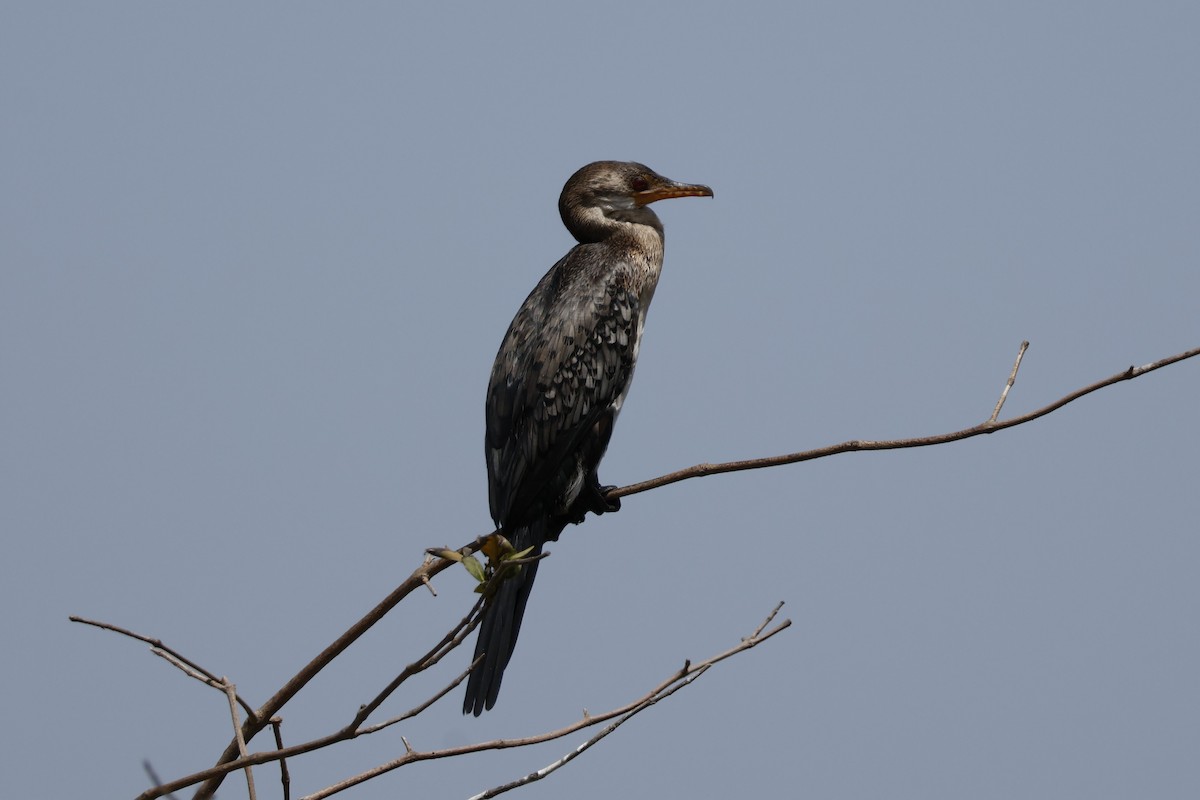 Long-tailed Cormorant - ML618011002