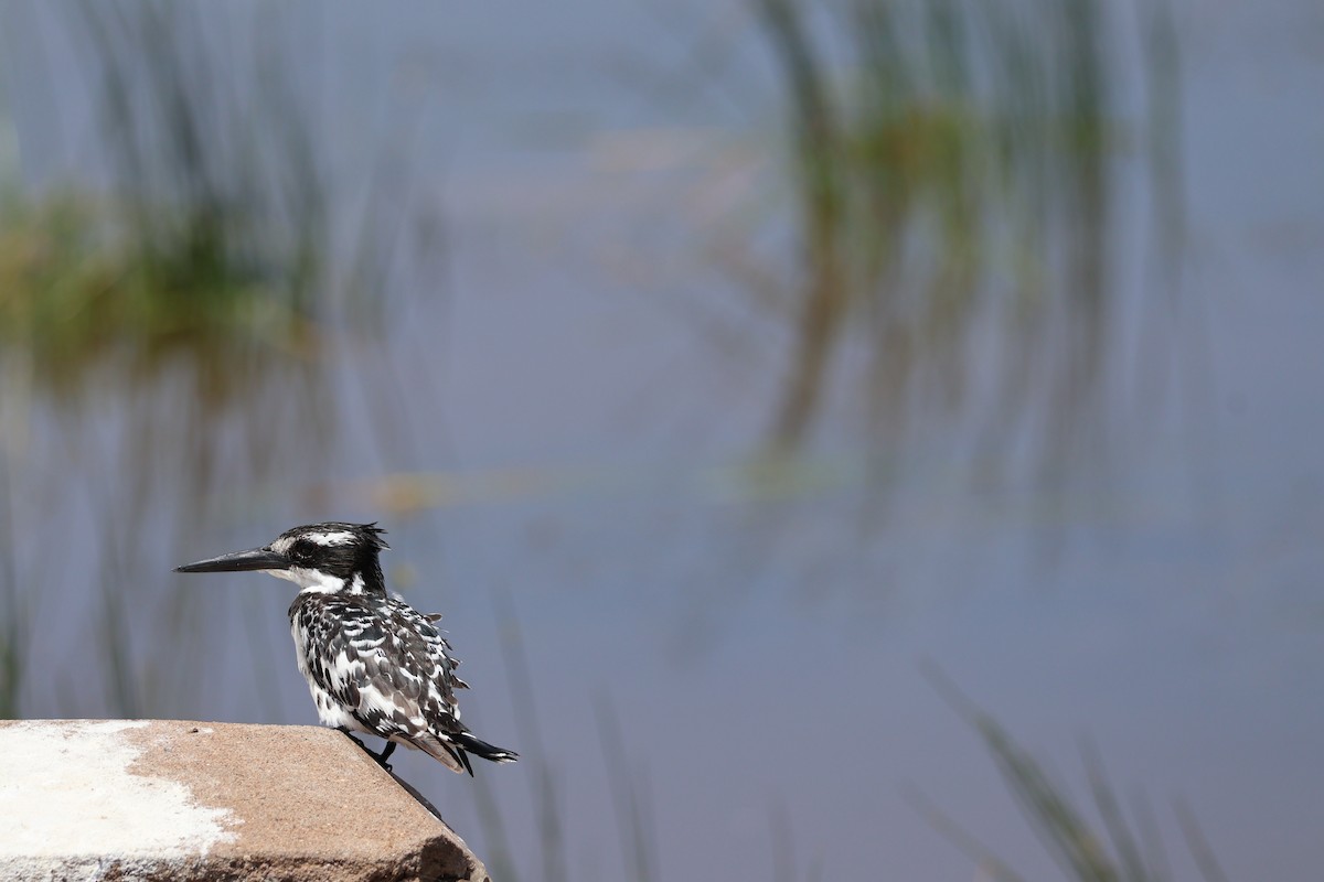 Pied Kingfisher - Andrew Pittway