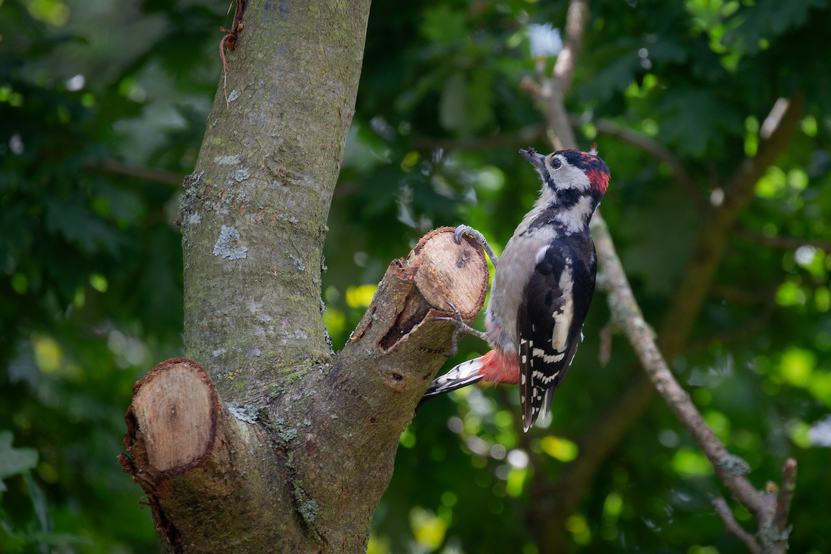 Great Spotted Woodpecker (Great Spotted) - Morten Lisse