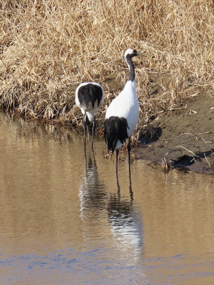 Red-crowned Crane - ML618011028