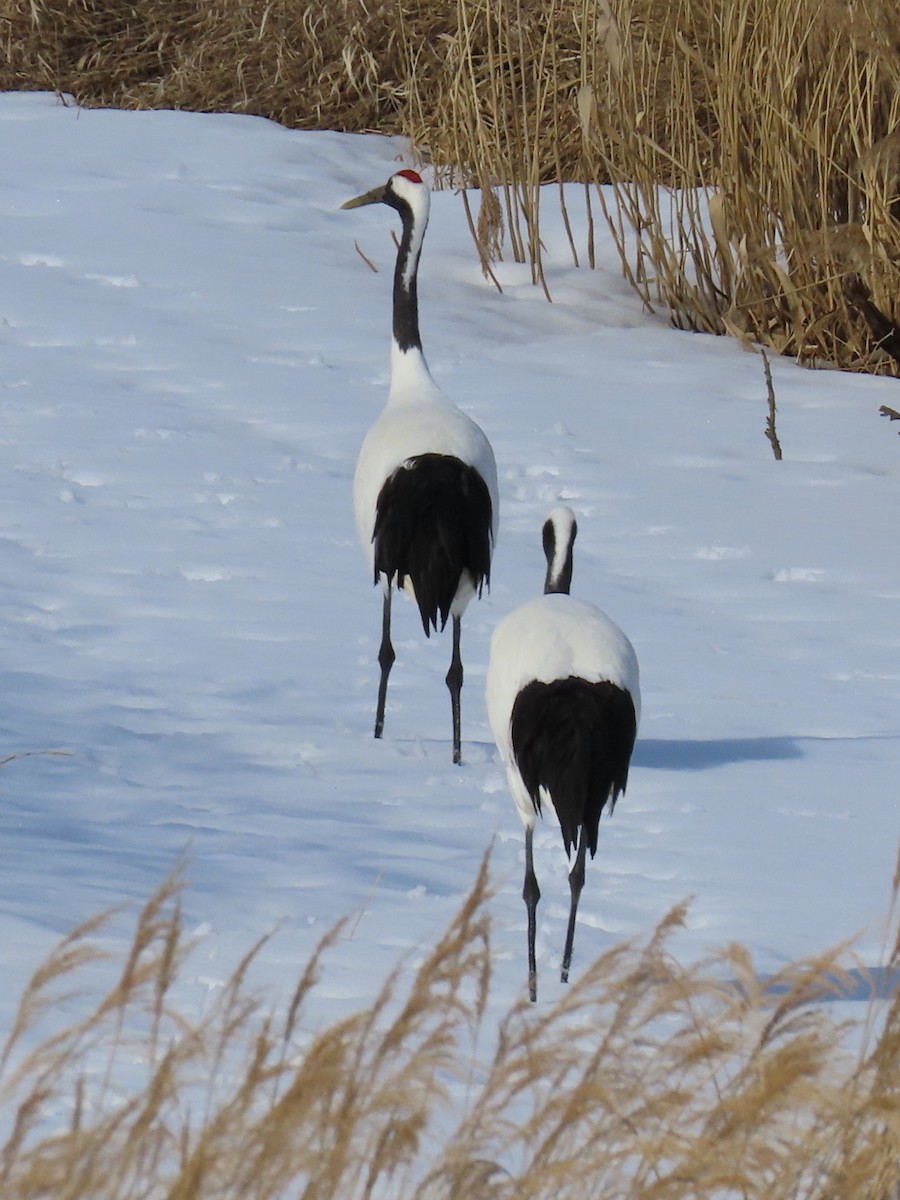Red-crowned Crane - ML618011032