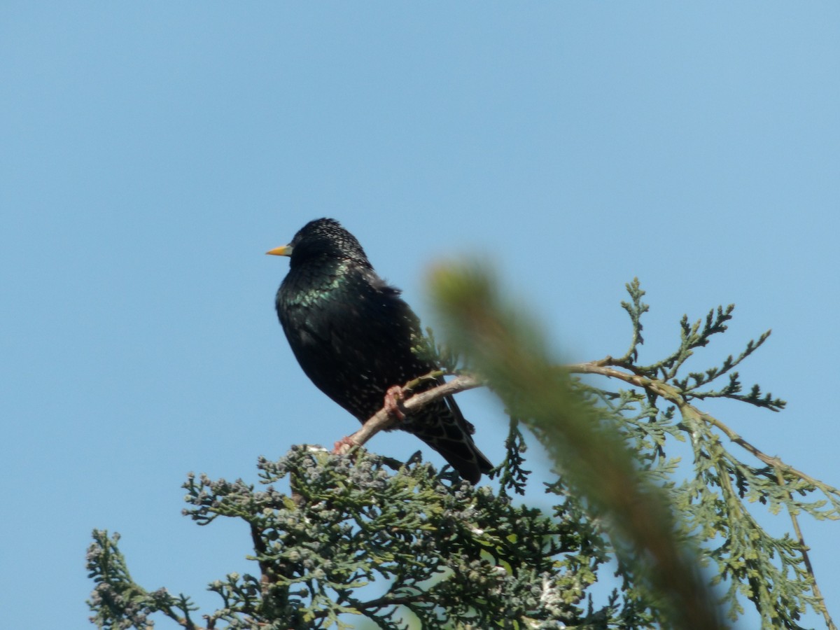 European Starling - Dejtu OR