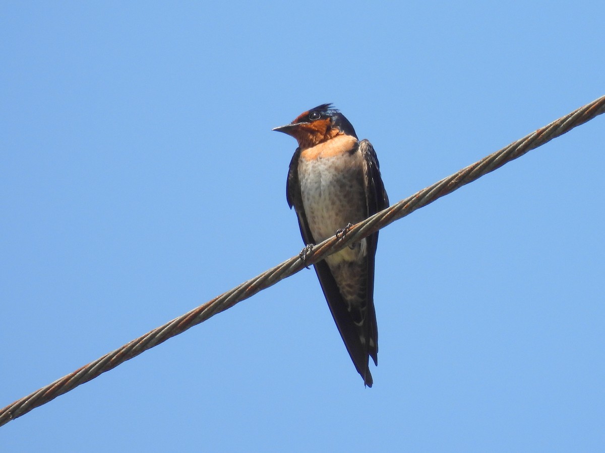 Pacific Swallow - ML618011108