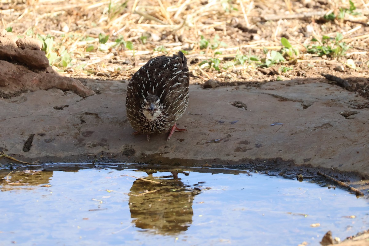 Crested Francolin - Andrew Pittway