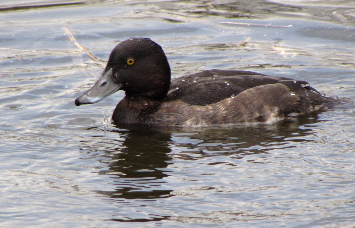 Tufted Duck - ML618011134