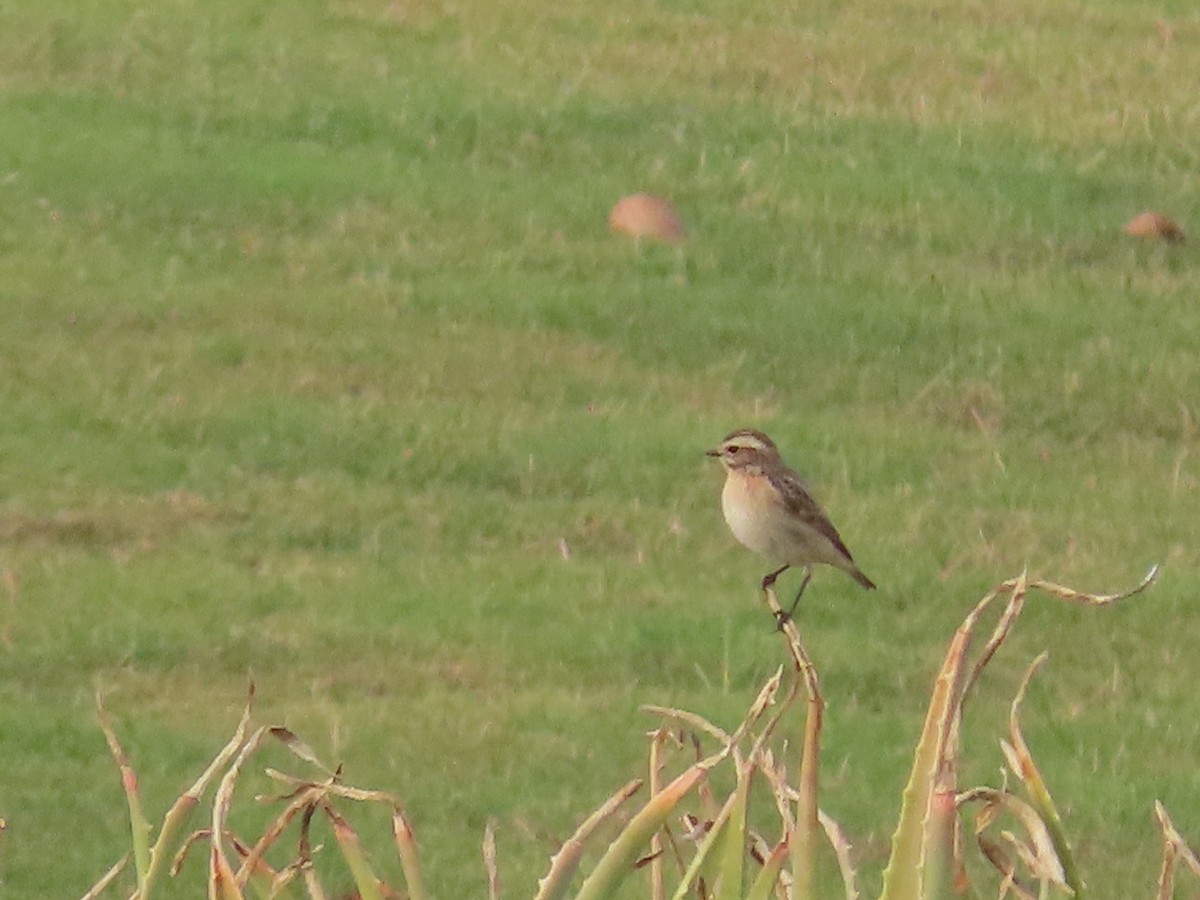Whinchat - ML618011144