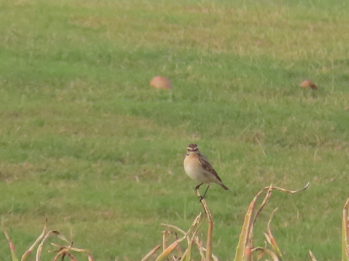 Whinchat - ML618011145