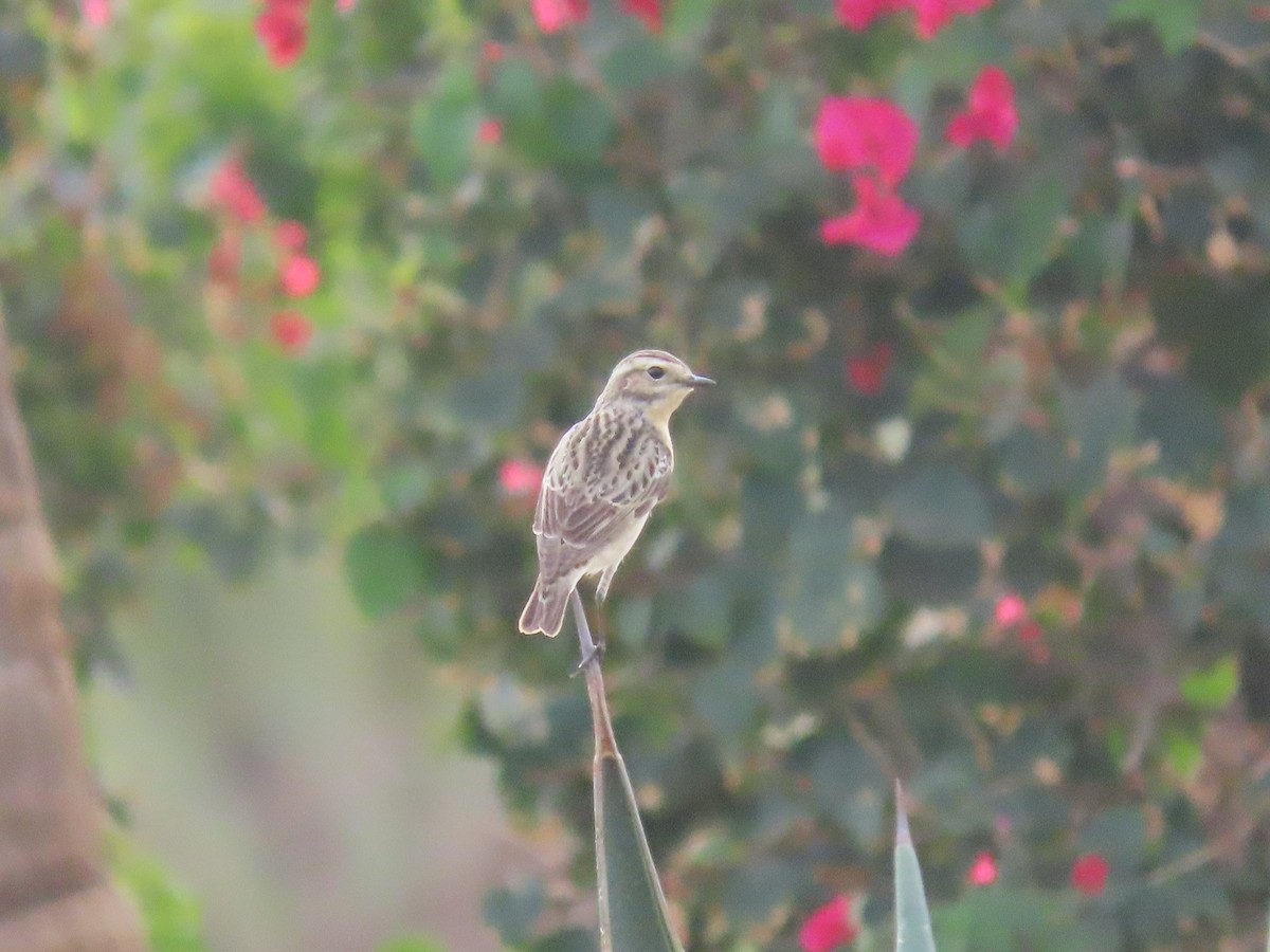 Whinchat - ML618011179