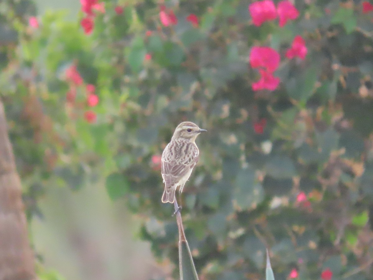 Whinchat - ML618011180