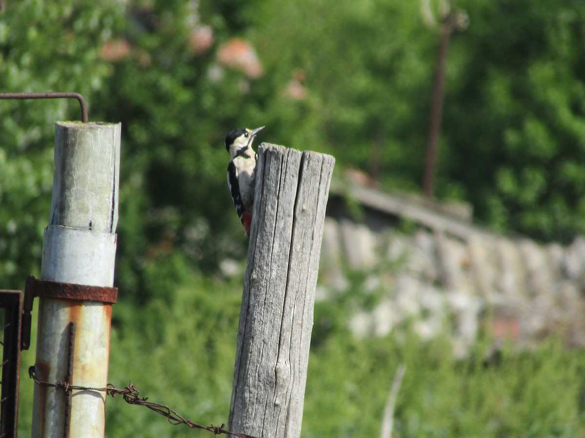 Syrian Woodpecker - ML618011295