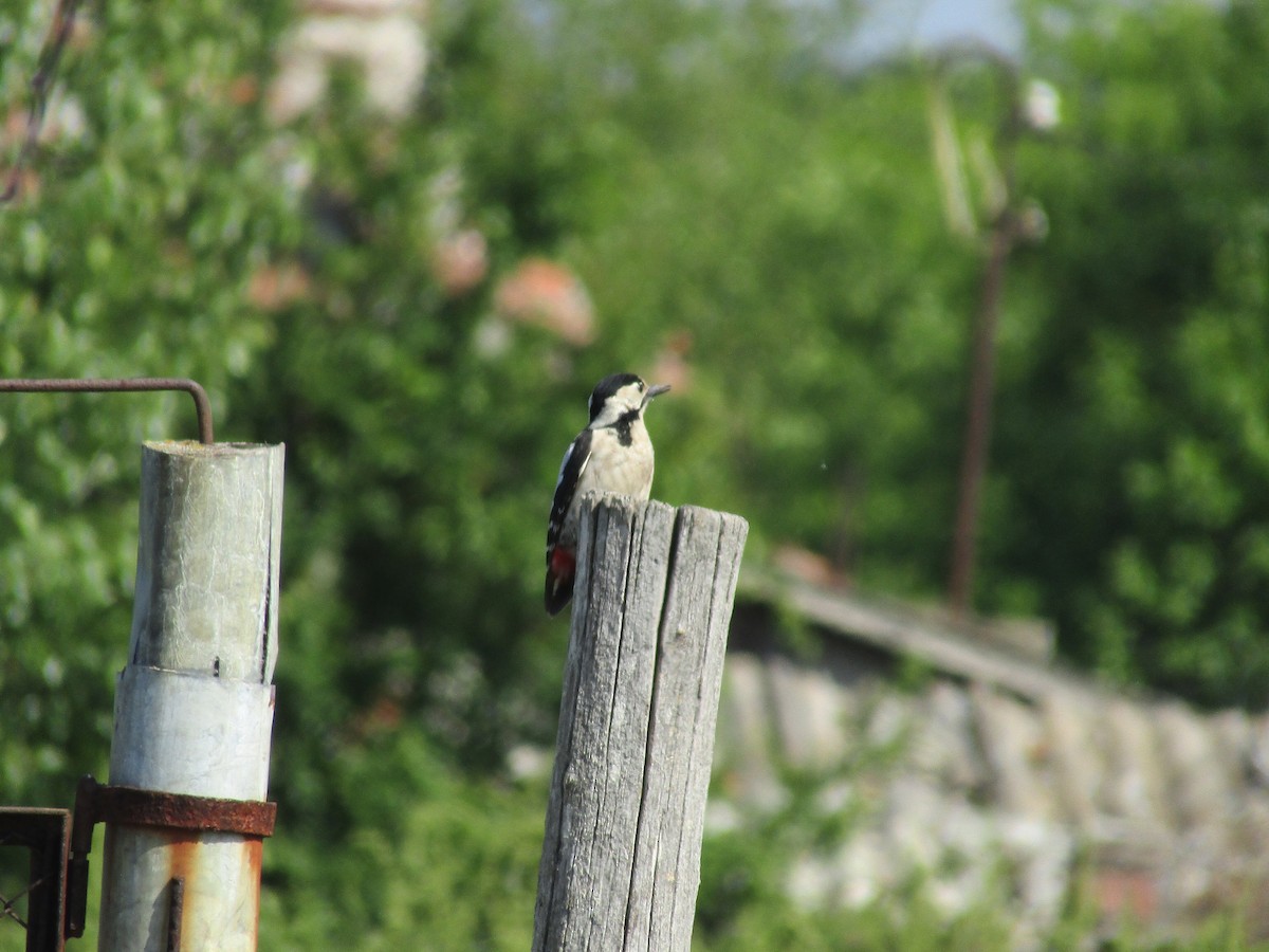 Syrian Woodpecker - ML618011302
