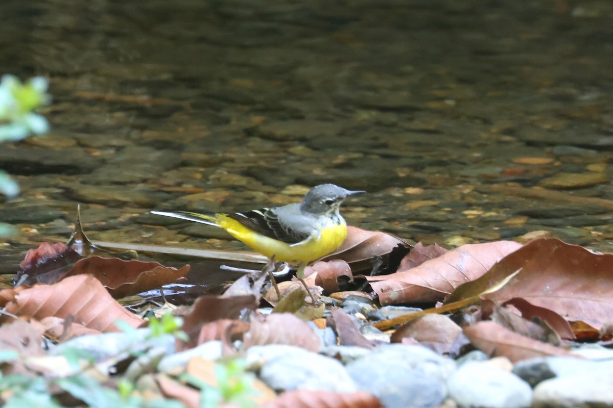Forest Wagtail - ML618011303