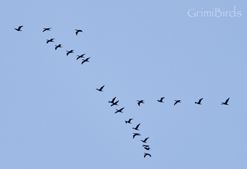 Double-crested Cormorant - Ramon Grimalt