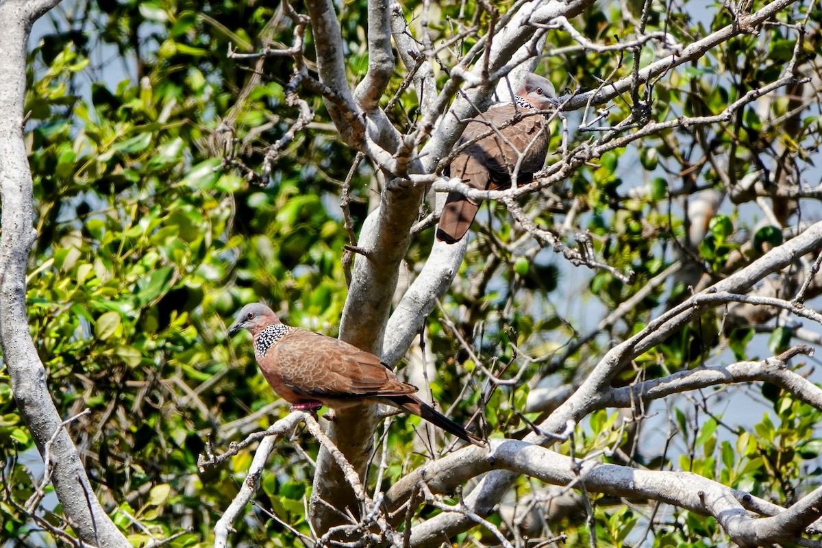 Spotted Dove - ML618011333