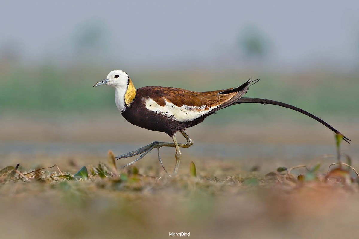 Pheasant-tailed Jacana - ML618011337