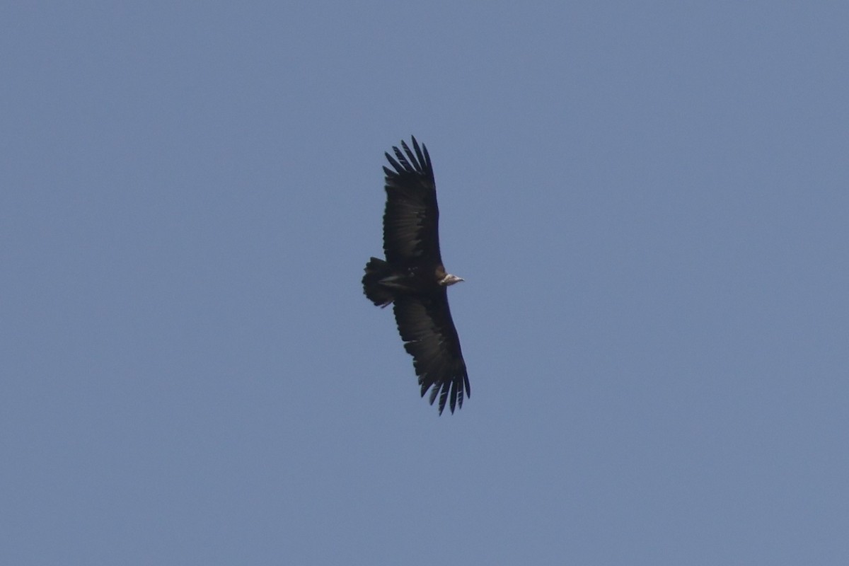 Hooded Vulture - ML618011343