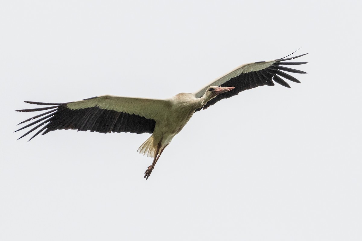 White Stork - Michal Bagala