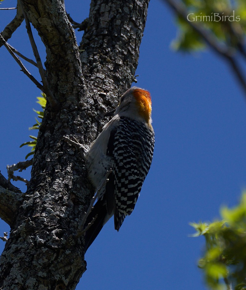 Golden-fronted Woodpecker (Northern) - ML618011384