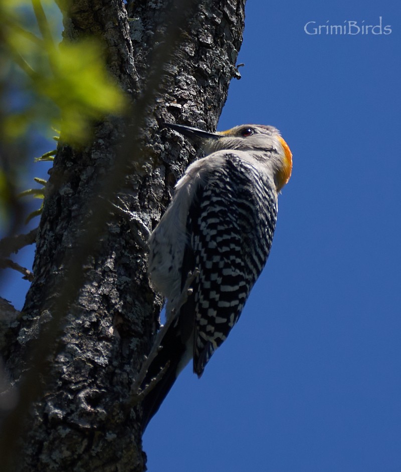 Golden-fronted Woodpecker (Northern) - ML618011385