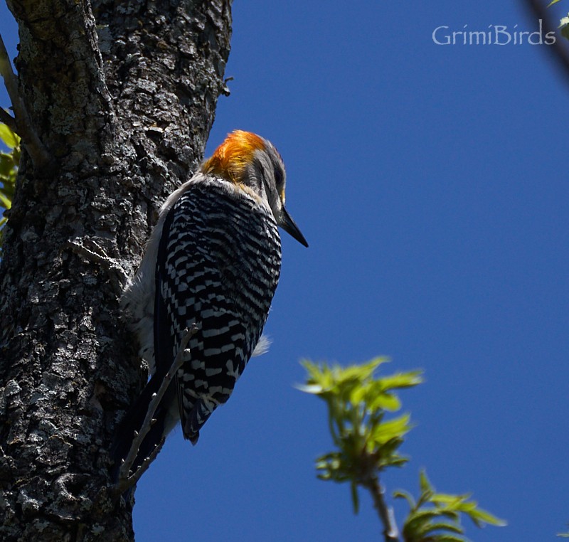Golden-fronted Woodpecker (Northern) - ML618011386