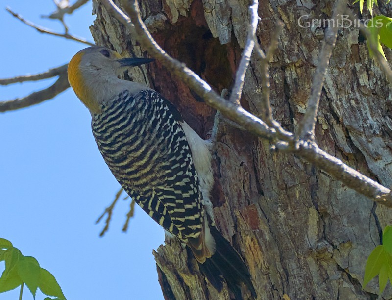 Golden-fronted Woodpecker (Northern) - ML618011387