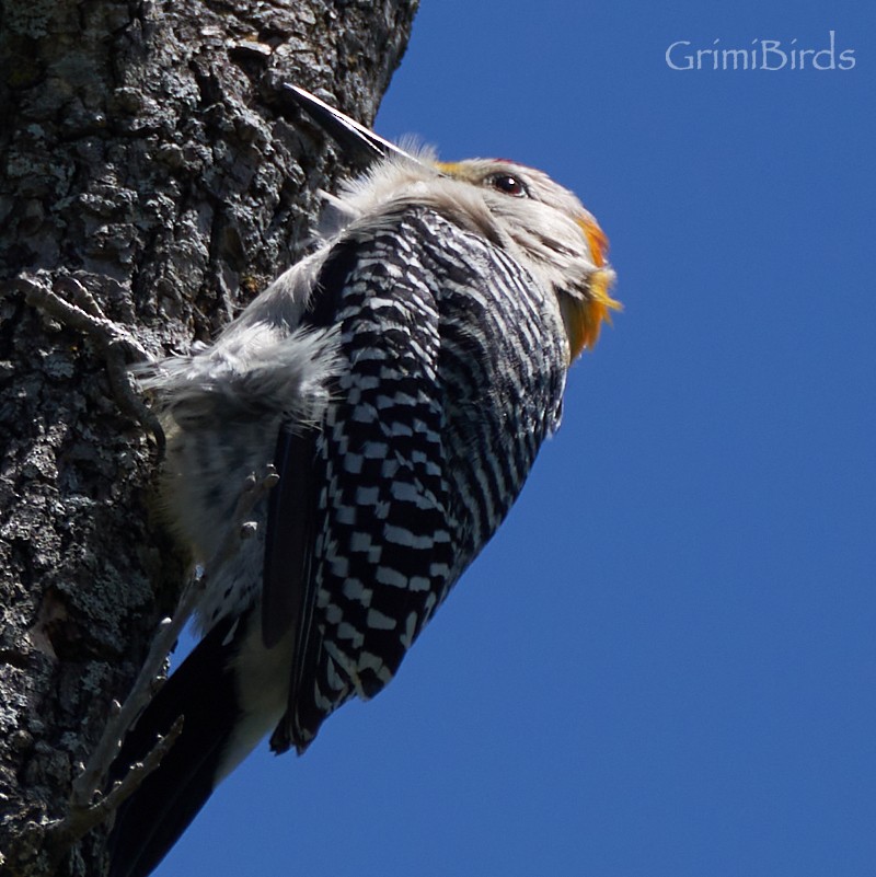 Golden-fronted Woodpecker (Northern) - ML618011388