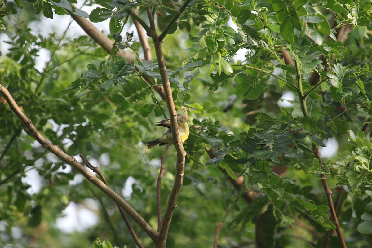 Brown-throated Sunbird - Shashaank and Aakansha (smob)