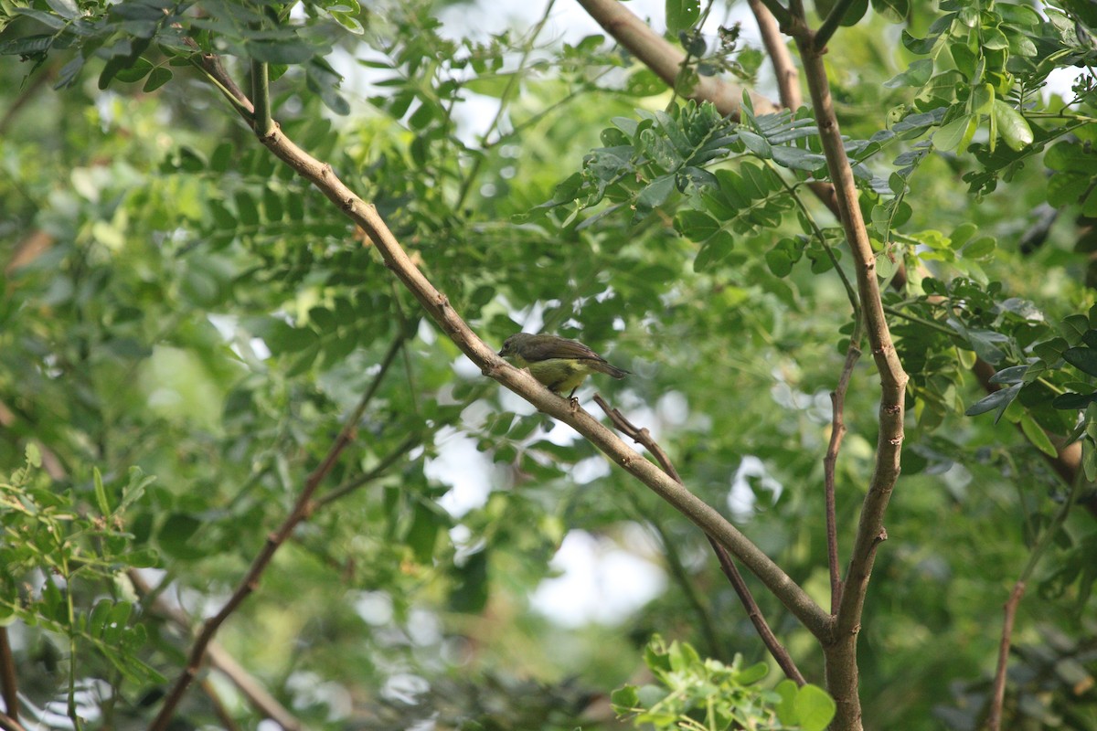 Brown-throated Sunbird - ML618011426