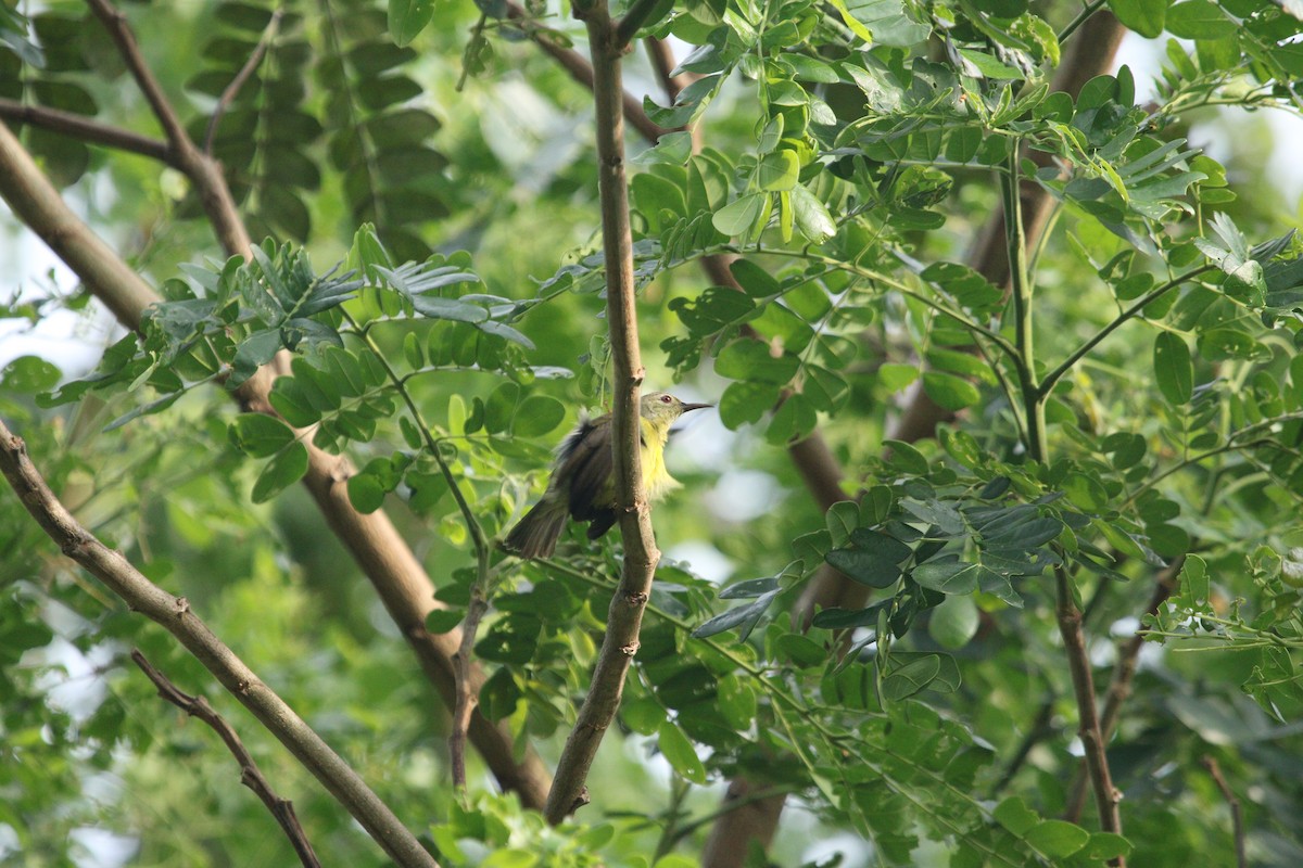 Brown-throated Sunbird - Shashaank and Aakansha (smob)