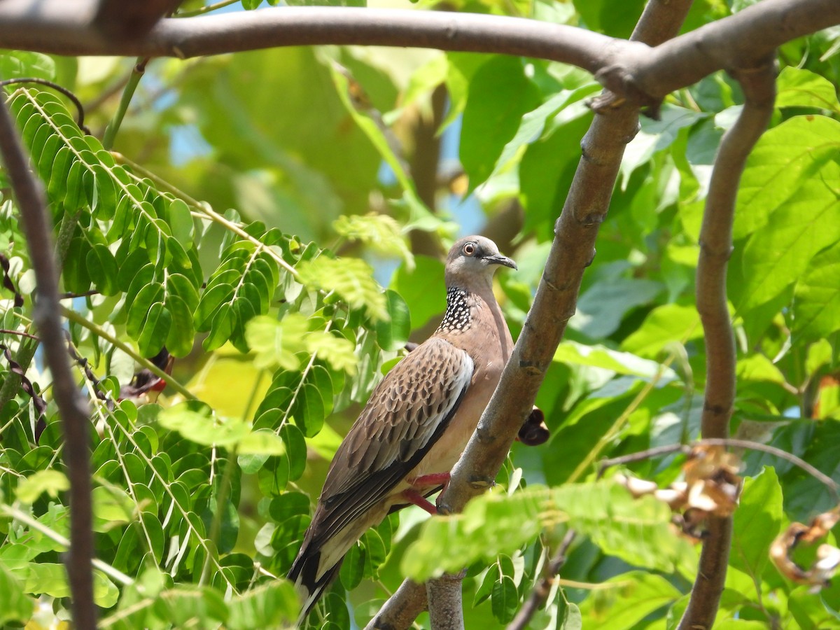 Spotted Dove - ML618011453
