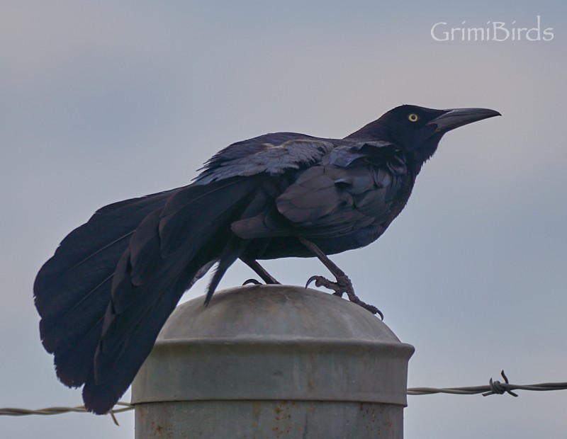 Great-tailed Grackle (Great-tailed) - Ramon Grimalt