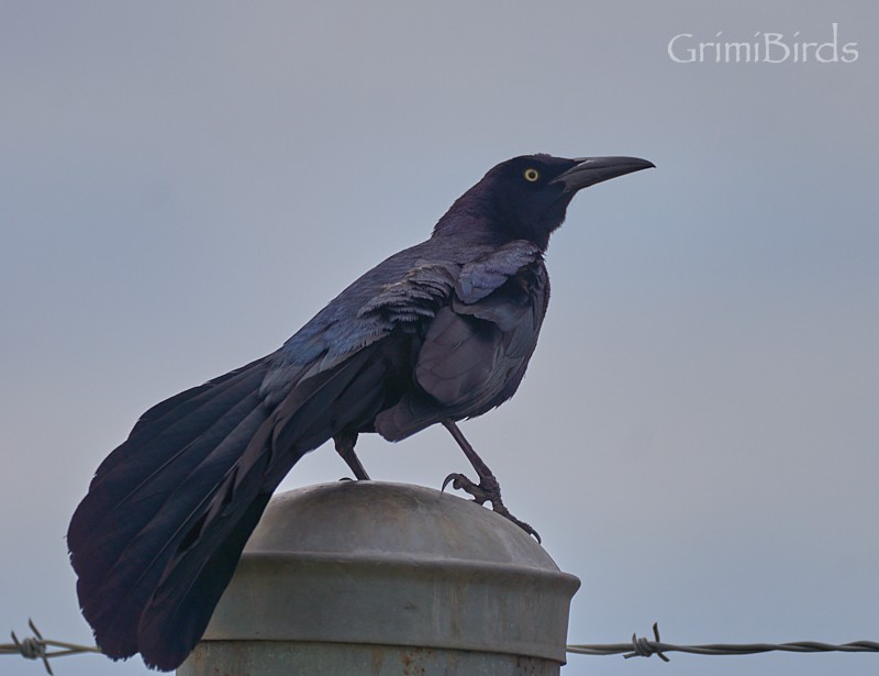 Great-tailed Grackle (Great-tailed) - ML618011468