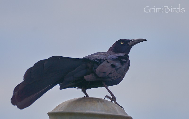 Great-tailed Grackle (Great-tailed) - Ramon Grimalt