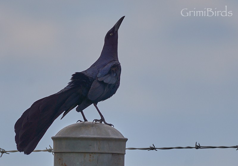 Great-tailed Grackle (Great-tailed) - ML618011470