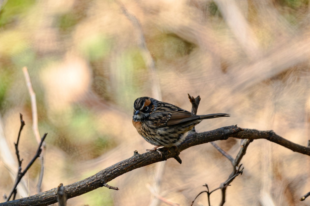 Rufous-breasted Accentor - ML618011512