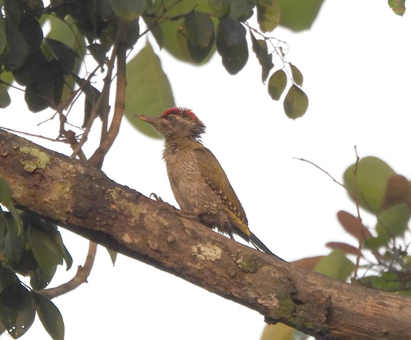 Streak-throated Woodpecker - Supriya Kulkarni